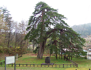 ��z�s�̓`���u���w�̏��v